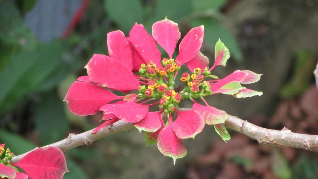 Pousada Laranja Lima ปรายาโดโฮซา ภายนอก รูปภาพ